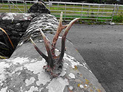 Red Hall Farm Antlers