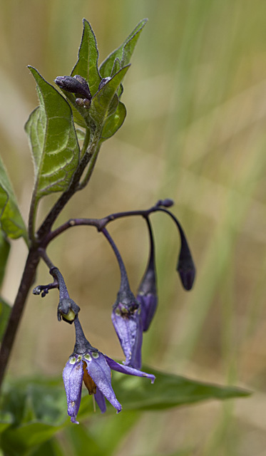 nightshade (82K)