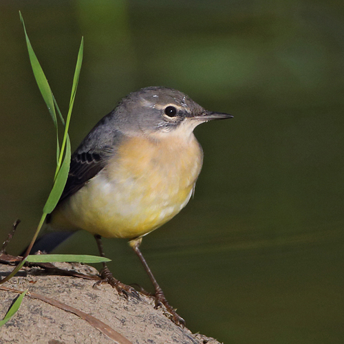 Oct 14, Grey Wagtail