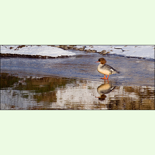 Merganser, River Derwent, Olympus E620